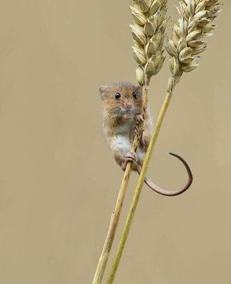 harvest-mice-tiny-lives-dean-mason-13.jpg