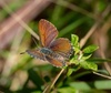 purple-copper-butterfly-paralucia-spinifera-179891.jpg